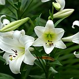 lys blanc a l entree de la poterie